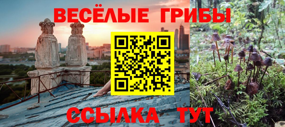 Шелехов  Галлюциногенные грибы прущие грибы  Вход с VPN  Галлюциногенные грибы прущие грибы 